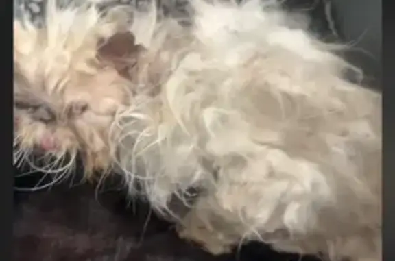 Chat persan femelle âgée trouvée à Roubaix - photo