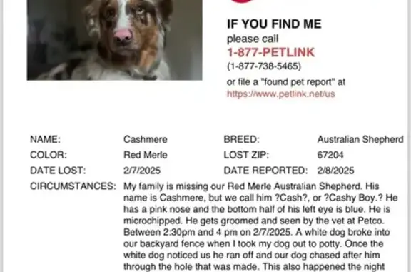 Help Find Cashmere: Lost Red Merle Aussie