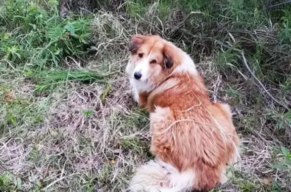 Missing: Sweet 6-Year-Old Collie Pyrenees