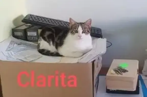 ¡Ayuda! Gata Clarita Perdida en Tortosa