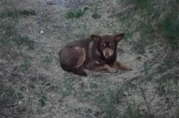 Found: Brown Chihuahua Mix in Phoenix