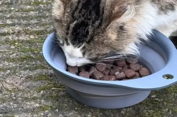 Animaux trouvés , photo: Chat tigré et blanc trouvé à La Chapelle