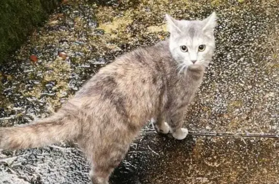 Animaux trouvés Pontivy, photo: Jeune chatte trouvée à Pontivy