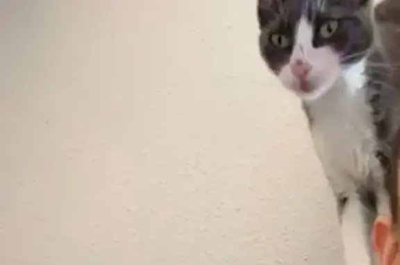 Chatte grise et blanche perdue à Montluçon - photo