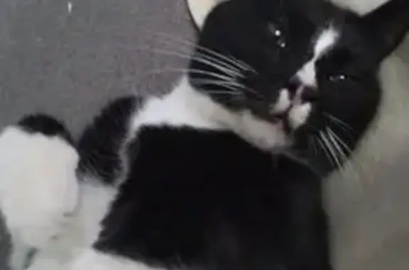 Chat perdu, , photo: Chat noir et blanc perdu, Mézières-en-Santerre