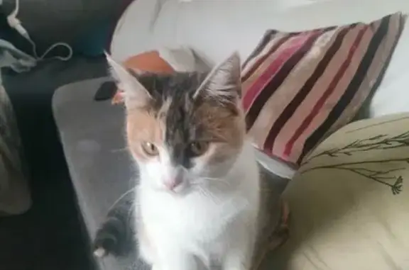 Chatte Jade 8 mois disparue à Souppes - photo
