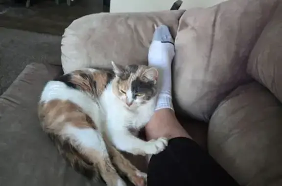 Lost Calico Cat: Female, Glen Lake Area