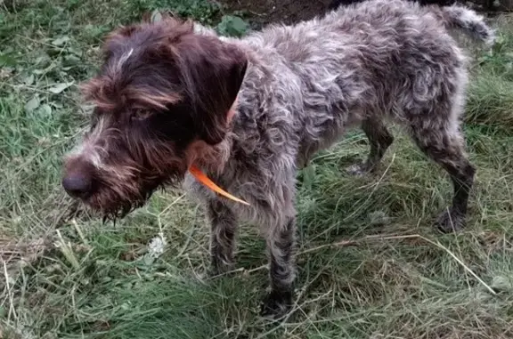 Chien Korthal Joy disparu à Jaméricourt - photo