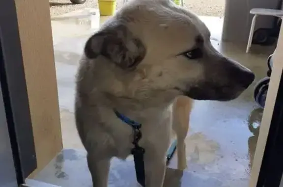 Animaux trouvés Saint-Maurice-la-Clouère, photo: Chien beige 4 ans trouvé à Saint-Maurice