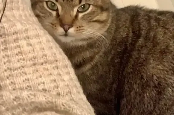 Chat perdu, , photo: Chat tigré perdu à Chanoz-Châtenay