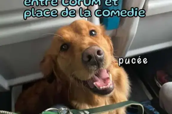 Urgence: Chien golden fauve perdu Montpellier - photo