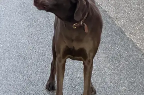 Chien errant Rue des Molières - photo