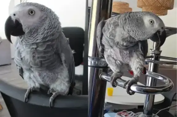 Animaux perdus La Tour-sur-Orb, photo: Perroquet gris perdu à La Tour-sur-Orb