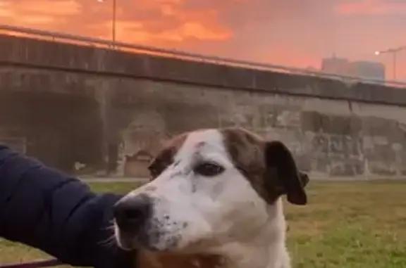 Perro perdido: macho blanco con manchas