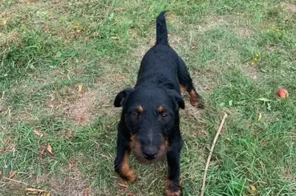 Chien perdu avec gilet orange à Conches - photo