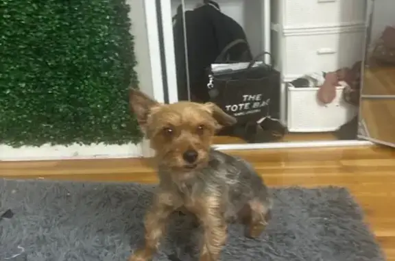 Lost Yorkie: Friendly 3-Year-Old in Worcester