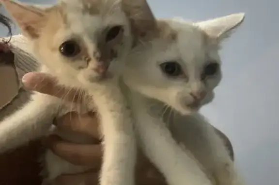 Chat et 2 chatons trouvés à Port-Louis - photo