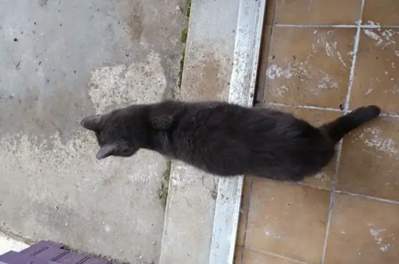 Chat trouvé , photo: Chat gris malvoyant trouvé à Marcilly