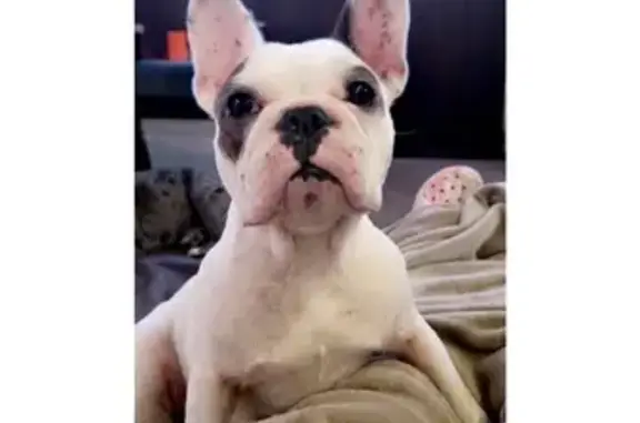 Lost: French Bulldog 'Bonnie' in Corpus