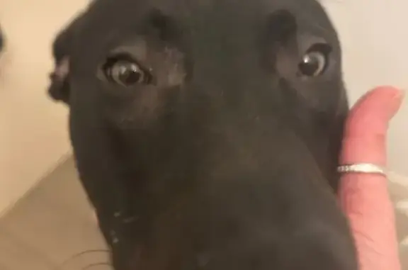 Chien trouvé Le Havre, photo: Chien trouvé au Havre, cherche propriétaire
