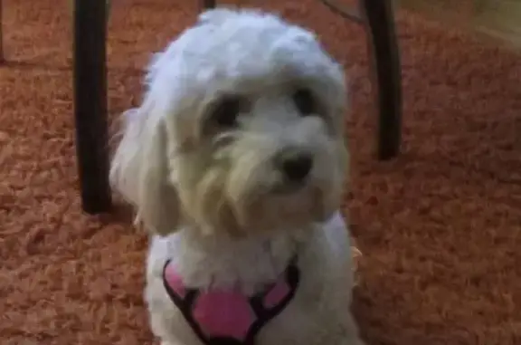 Lost Maltipoo: Beige & White, Cool Creek