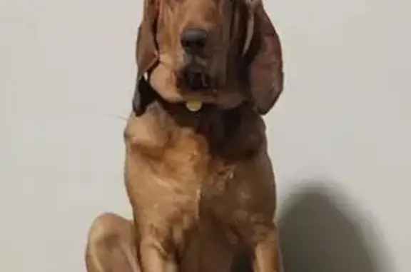 Help Find Our Playful Bloodhound!