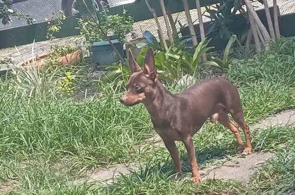 Procura-se Pincher Marrom: Caveirinha Perdido