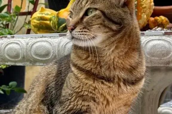 Lost: Friendly Brown Tabby 'Poco' in SD