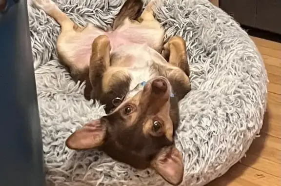 Lost Chihuahua Mix: Jillian on PA St, Denver