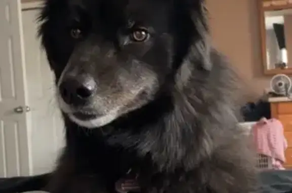 Lost Black Husky Mix: Luna in Kentwood