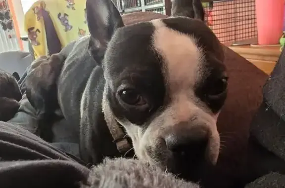 Lost Boston Terrier in Centralia - Call Now!