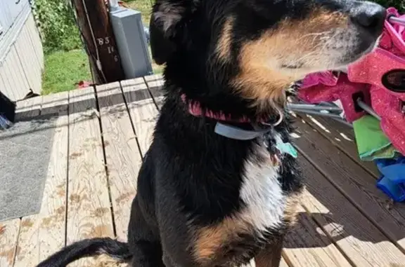 Missing: Shy Shepherd Mix Near Cooper Park