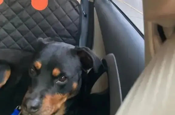 Found: Playful Rottweiler on Washington St