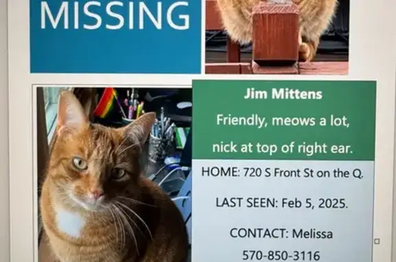 Lost: Friendly Orange Cat in Selinsgrove