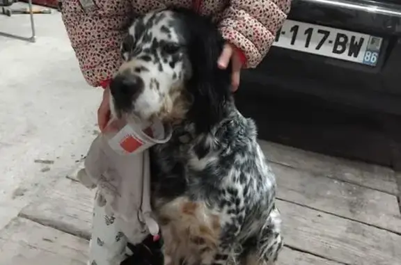 Setter anglais femelle trouvée à Lavoux - photo
