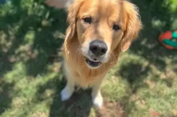 Anxious Golden Retriever Missing: Help!