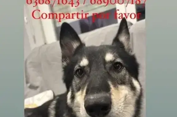 Perro Husky Perdido en Zaragoza: Ayuda