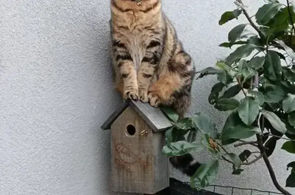 Chat perdu à Dijon : tigré marron et noir - photo