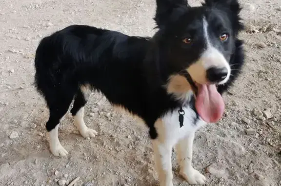 Animaux perdus , photo: Border Collie perdu à Barguelonne-en-Quercy