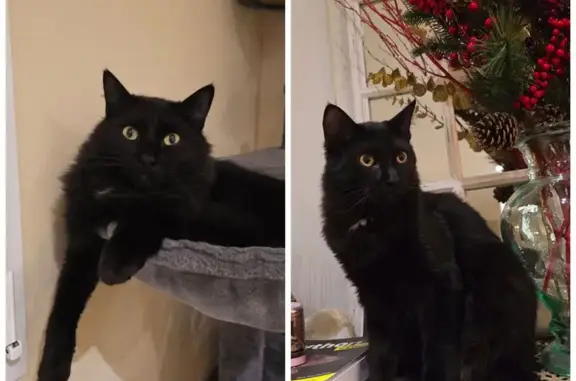 Chat perdu, Bompas, photo: Chat noir disparu à Bompas, yeux jaunes