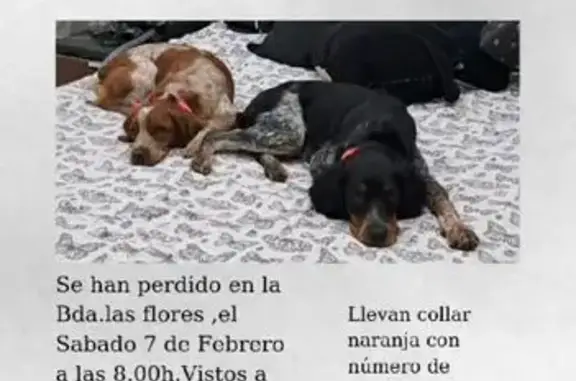 Perros Perdidos en Guadalcacín: Ayúdanos