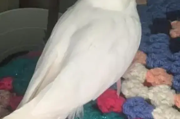 ¡Pájaro Blanco Perdido en Plaza San Gabriel!