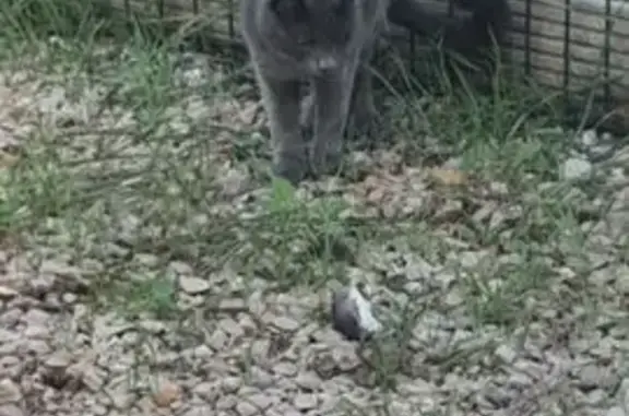 Animaux perdus , photo: Chat gris 18 mois perdu à Sorgues