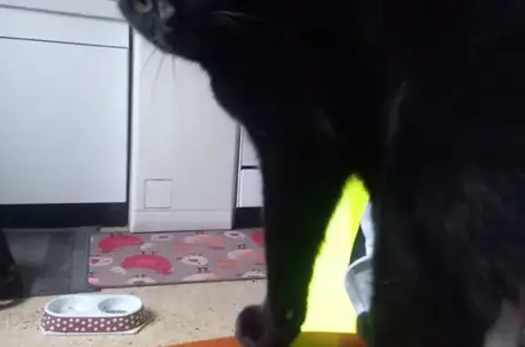 Chat noir vif perdu près des Cèdres Bleus - photo