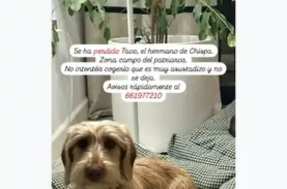 ¡Ayuda! Perro Teckel perdido en Córdoba