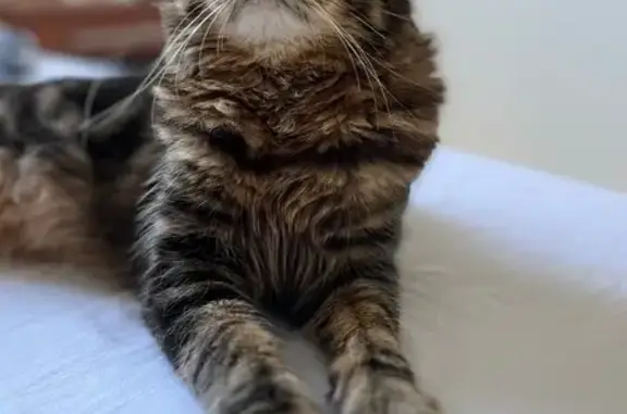 Animaux perdus Saran, photo: Chat européen perdu, Saran, tatoué 330VRL