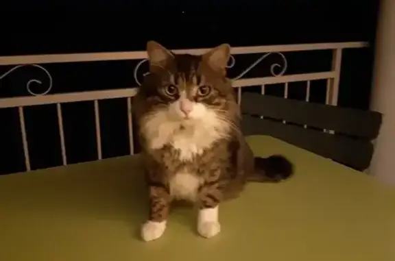 Chat tigré trouvé, queue coupée, sociable - photo