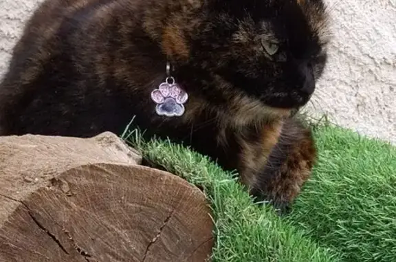 Chatte écaille disparue à Contes - photo