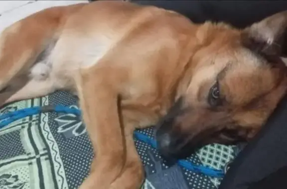 Procura-se: Cachorro Perdido em São Paulo