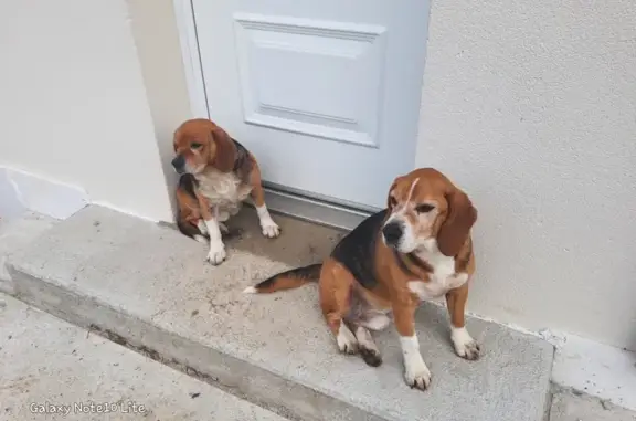 Animaux trouvés , photo: Deux Beagles trouvés à Brannay aujourd'hui